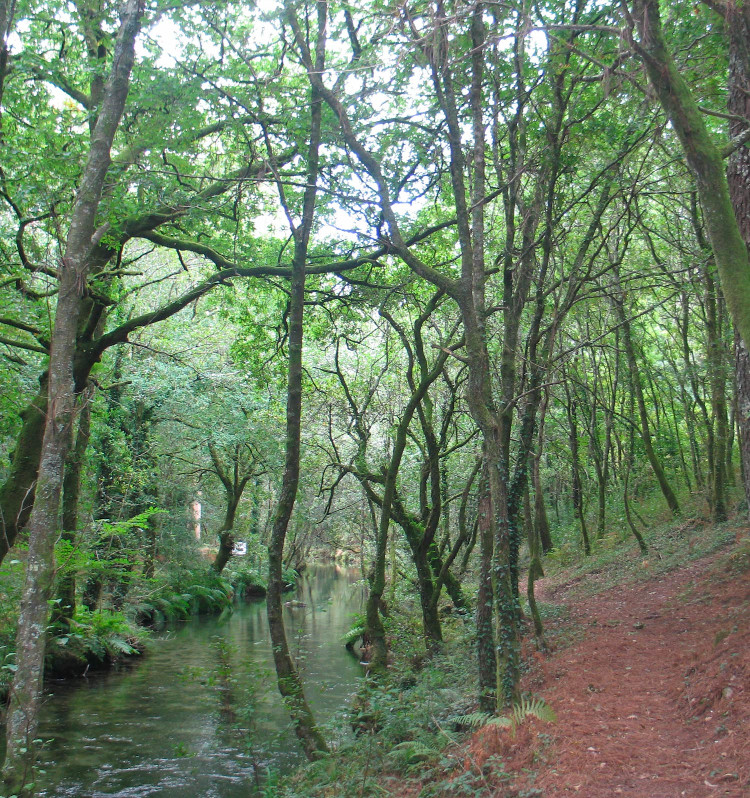 Sendeiro ambiental do río Té Sendeiro ambiental do río Té