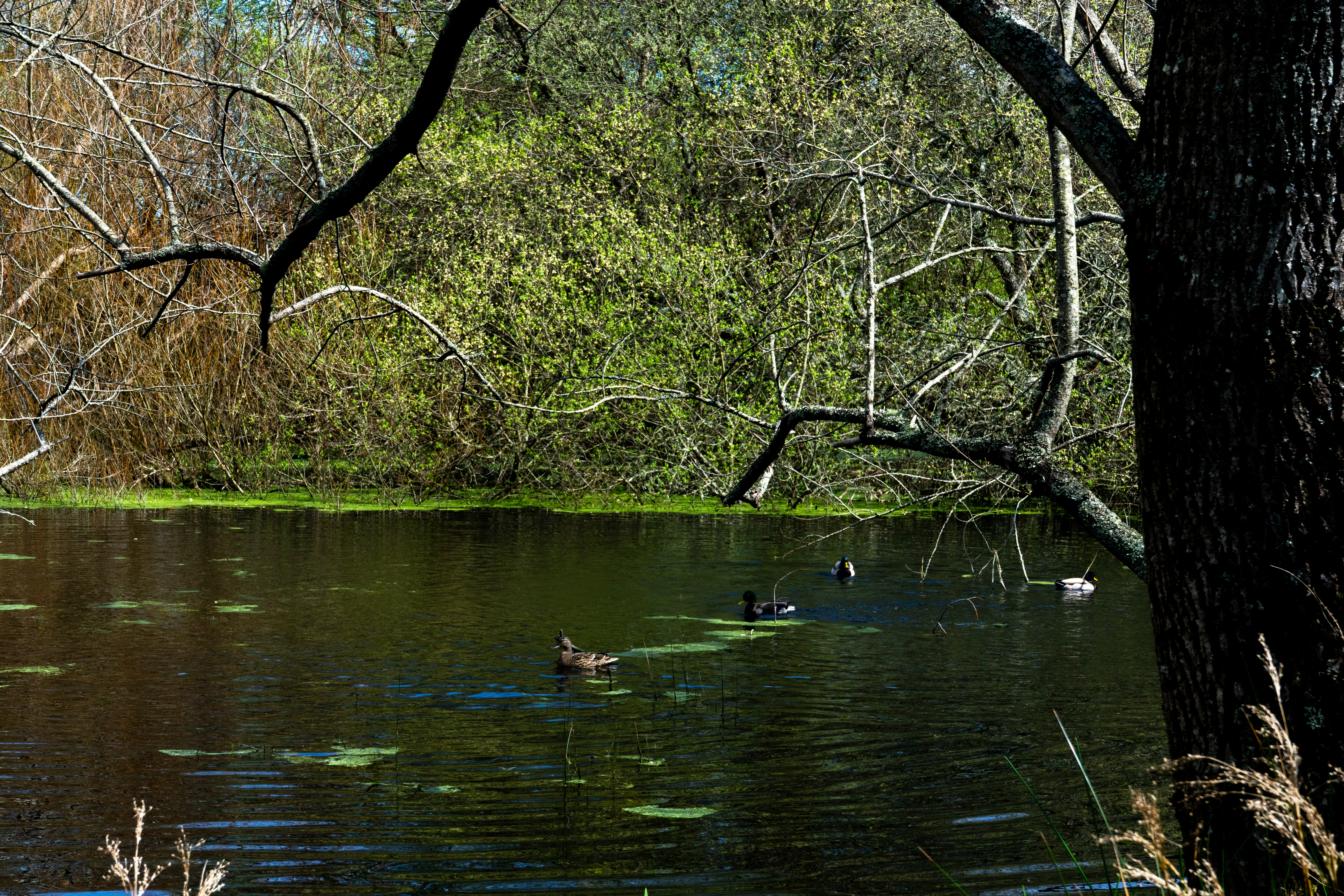Sistema dunar de Carragueiros